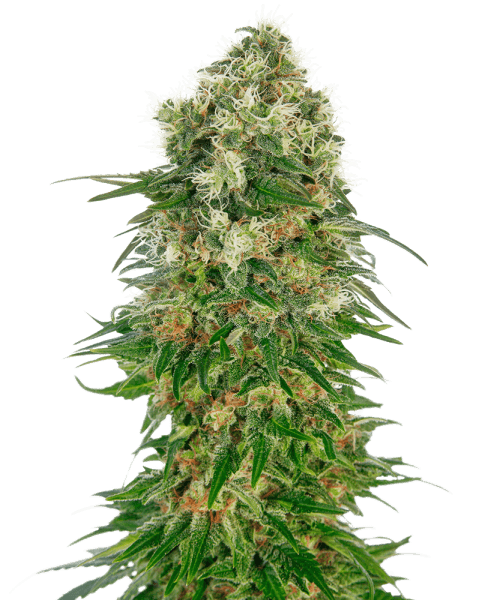 SS Shiva Skunk Automatic (5 Stk.)