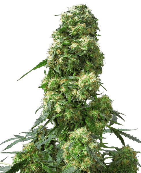 SS Early Skunk Feminisiert (5 Stk.)
