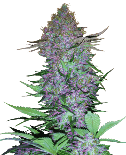 SS Purple Skunk Automatic (5 Stk.)