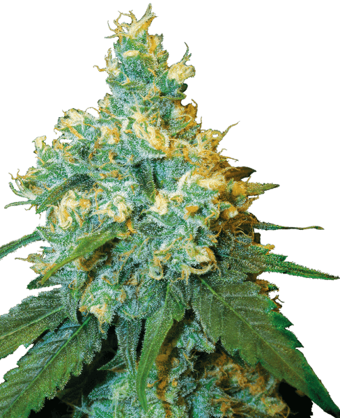 SS Jack Herer Feminisiert (3 Stk.)