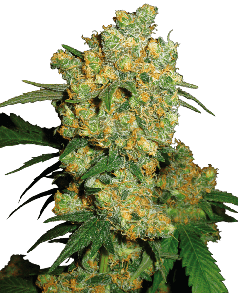SS Big Bud Feminisiert (10 Stk.)